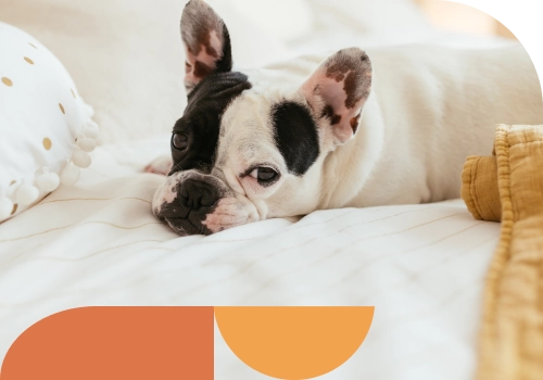 A dog laying on a bed